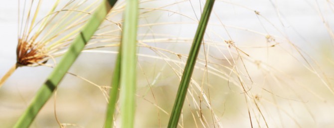 cu-grass