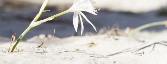 flor