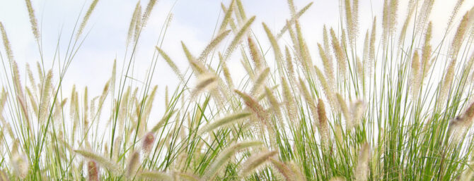 nicole_witthoefft_header_web_009