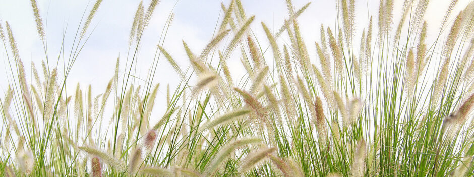 nicole_witthoefft_header_web_009