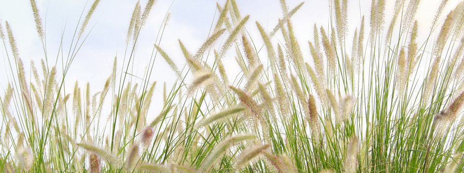 nicole_witthoefft_header_web_009